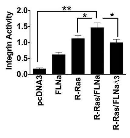 Forced expression of activated R-Ras promotes integrin activation in M2 cells.jpg